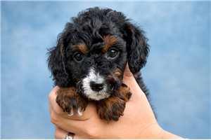 Gromit - Cavapoo for sale