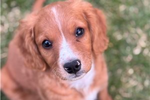 Goose - Cavapoo for sale