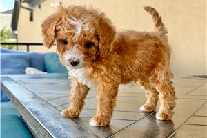 Grover - Cavapoo for sale