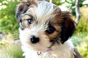 Nicolette - Cavapoo for sale