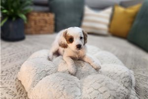 Gail - Cavapoo for sale