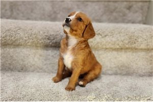 Goose - Cavapoo for sale