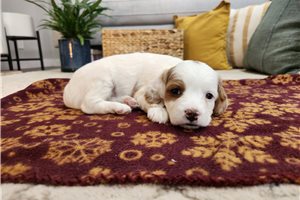 Gail - Cavapoo for sale