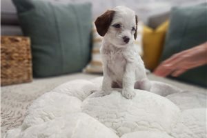 Gertrude - Cavapoo for sale
