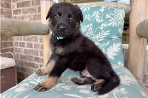Memphis - puppy for sale