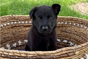 Marlena - German Shepherd for sale