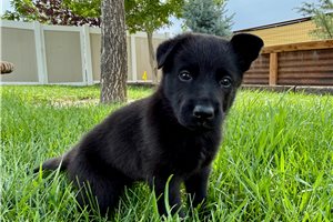 Mystique - puppy for sale