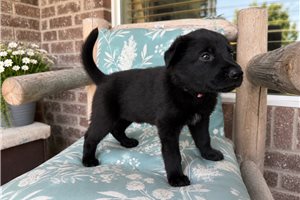 Myrtle - puppy for sale