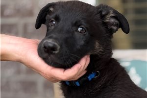 Murray - German Shepherd for sale