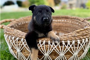 Myra - German Shepherd for sale