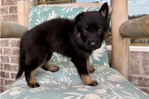 Mylan - puppy for sale