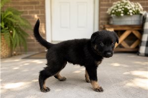 Murray - puppy for sale