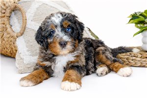 Anastasia - Bernedoodle, Mini for sale