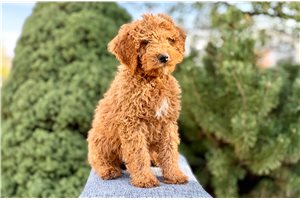 Lester - Mini Bernedoodle for sale