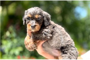 Anna - Bernedoodle, Mini for sale