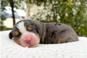 Tiffany - puppy for sale