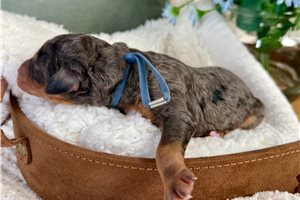 Luca - Bernedoodle, Mini for sale