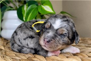 Ashton - puppy for sale