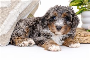 Atticus - Bernedoodle, Mini for sale
