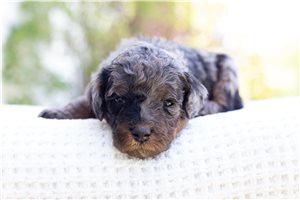 Livvy - Bernedoodle, Mini for sale