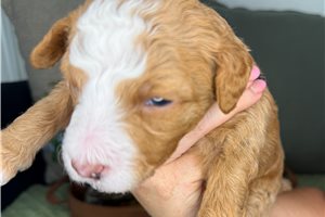 Louie - Bernedoodle, Mini for sale