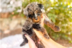 Livvy - Bernedoodle, Mini for sale