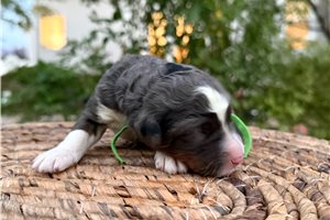 Theo - puppy for sale