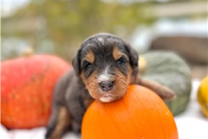 Trent - Mini Bernedoodle for sale