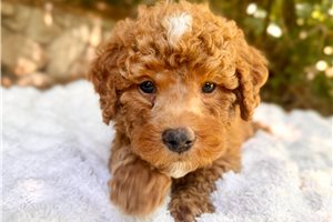 Lester - Bernedoodle, Mini for sale