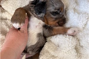 Anastasia - Mini Bernedoodle for sale