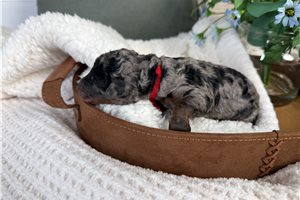 Lenex - Bernedoodle, Mini for sale