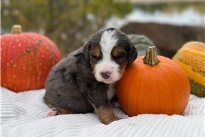 Tristan - Mini Bernedoodle for sale