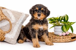 Alamo - Bernedoodle, Mini for sale
