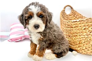 Abraham - Mini Bernedoodle for sale