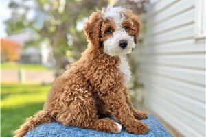 Louie - puppy for sale