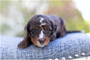 Loopy - Bernedoodle, Mini for sale