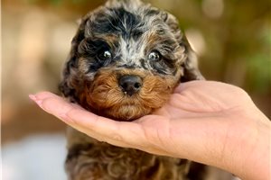 Levi - Bernedoodle, Mini for sale