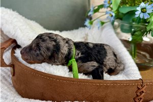 Levi - Bernedoodle, Mini for sale