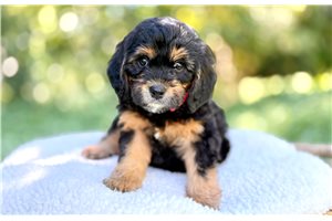 Anita - Bernedoodle, Mini, placed in Salt Lake City