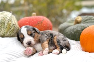 Titus - Mini Bernedoodle for sale