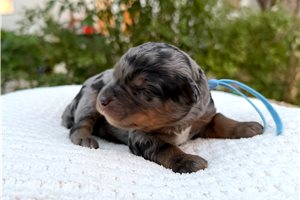Tucker - puppy for sale
