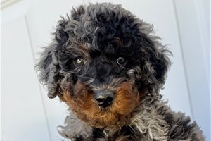 Lenex - Bernedoodle, Mini for sale