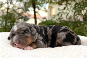 Teesha - puppy for sale