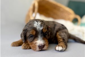 Amiyah - puppy for sale