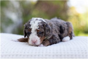 Lenny - Bernedoodle, Mini for sale