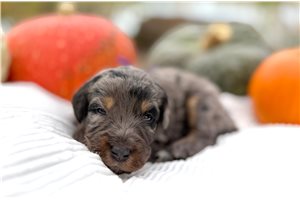 Tanya - Mini Bernedoodle for sale
