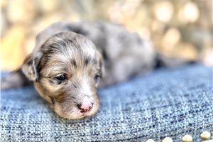 Sawyer, a Australian Mountain Doodle puppy