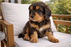 Alamo - Bernedoodle, Mini for sale