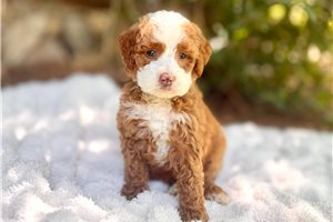 Link - Bernedoodle, Mini for sale