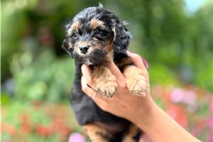 Anita - puppy for sale
